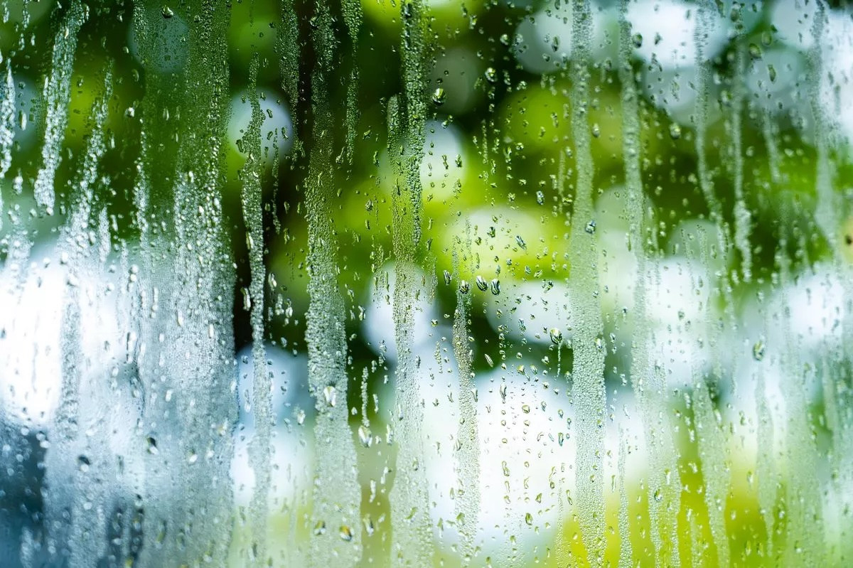 Trồng 2 cây cảnh này trong nhà, trời nồm cũng không sợ cửa sổ đọng hơi nước