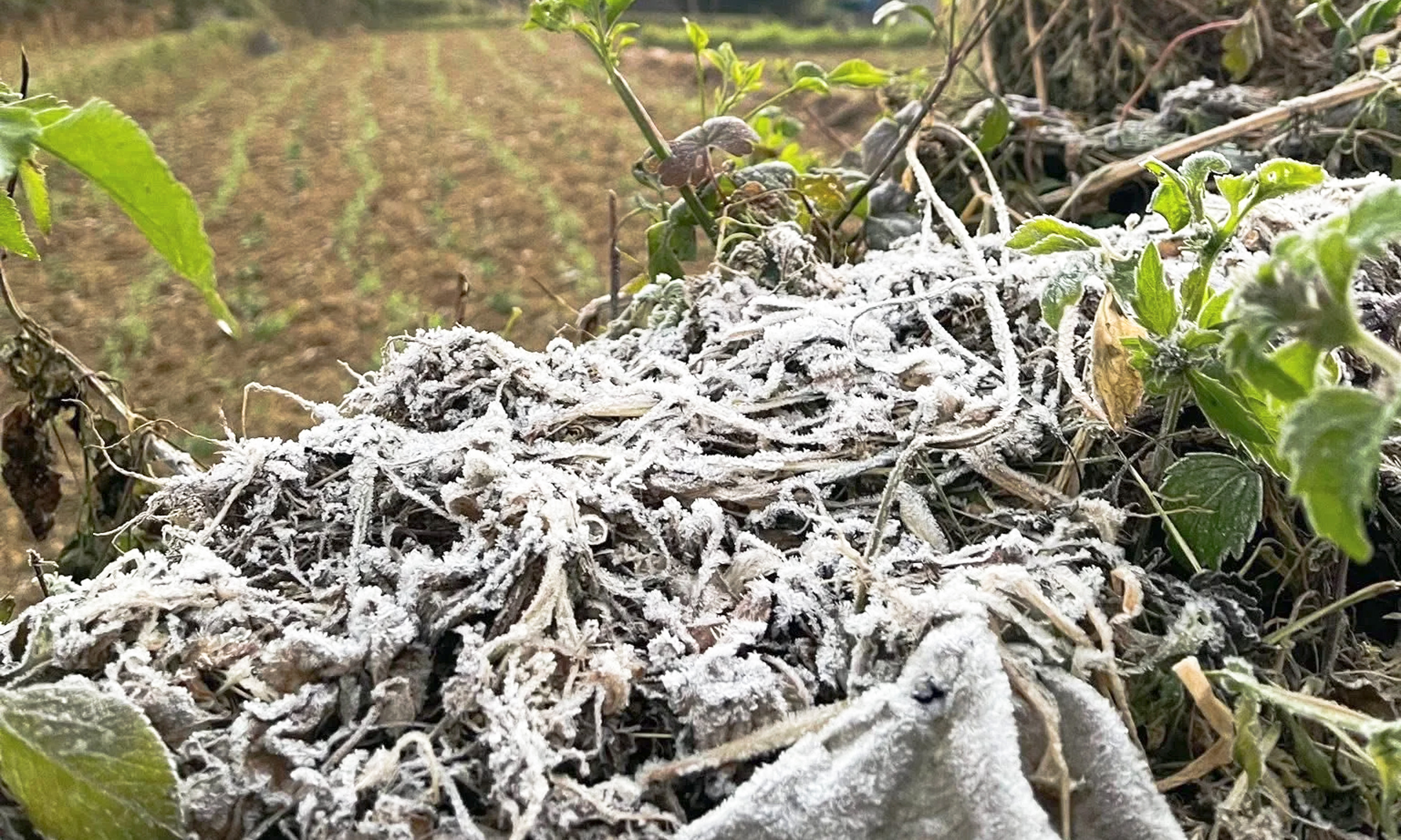 Cao nguyên đá Đồng Văn rét dưới 1°C, băng giá trắng xoá xuất hiện