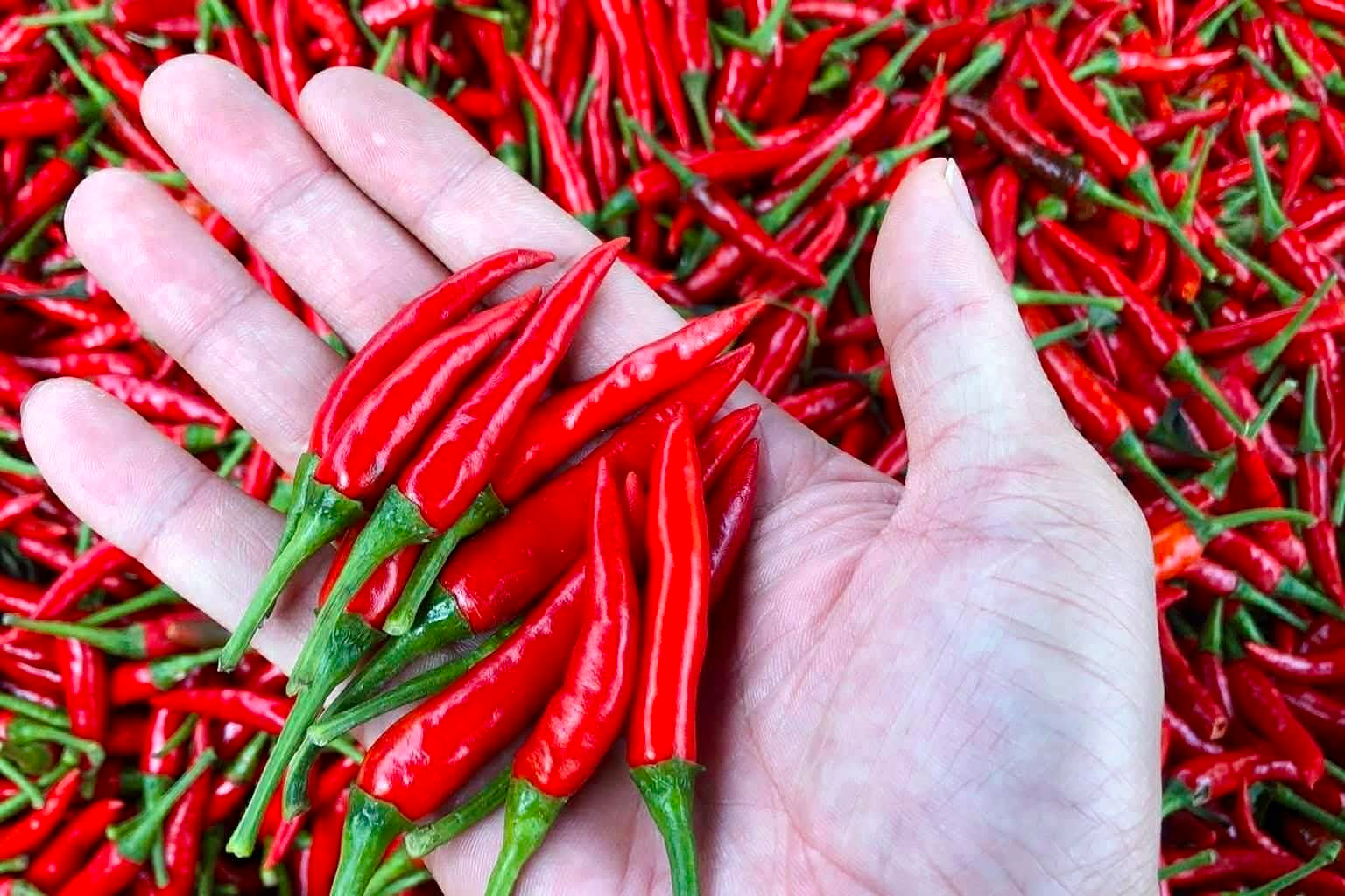 Ớt tươi ở TP.HCM vẫn neo giá 160.000 đồng/kg