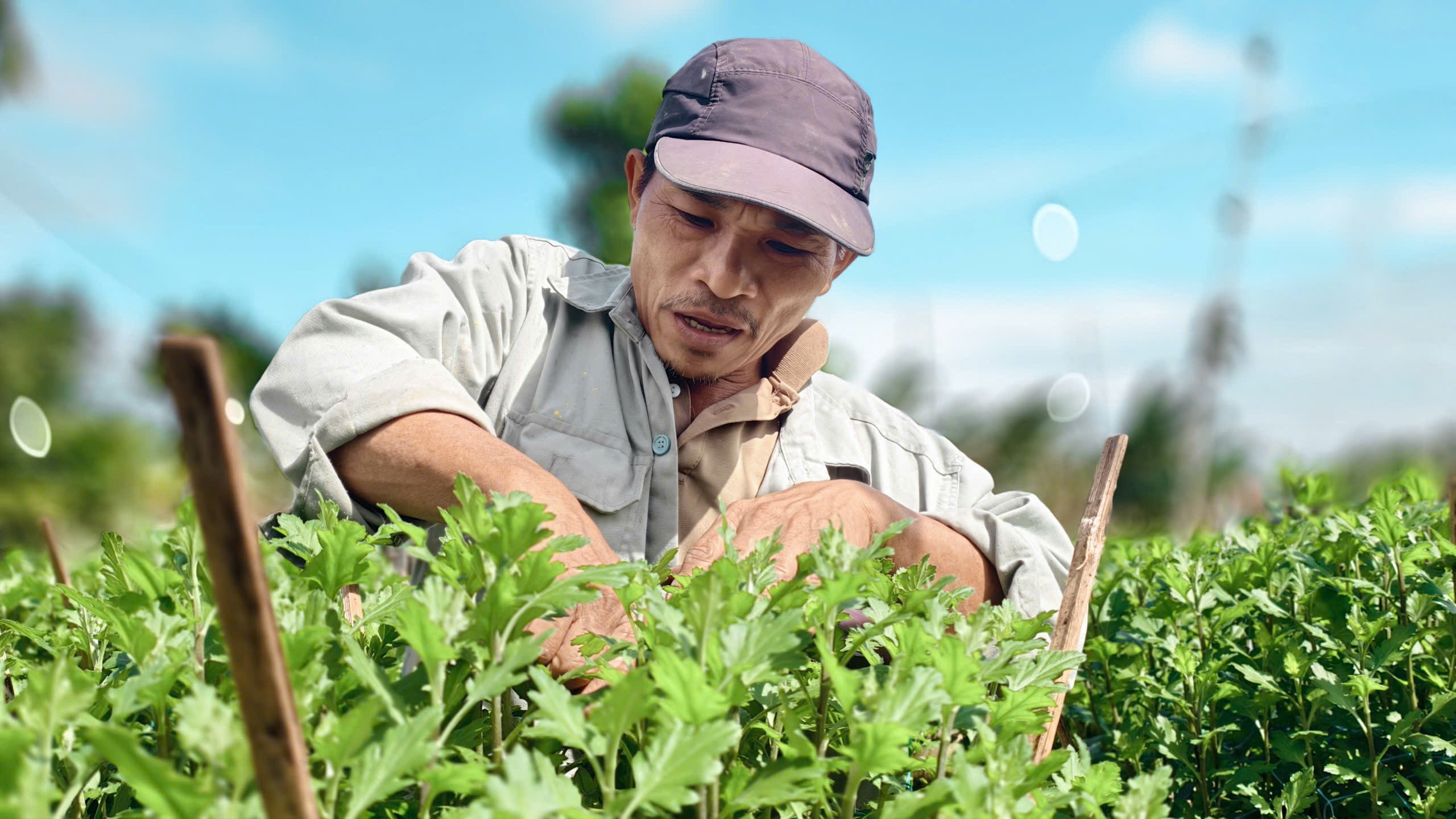 Mưa lớn, sâu bệnh tấn công, nông dân thủ phủ hoa cúc 'đứng ngồi không yên'
