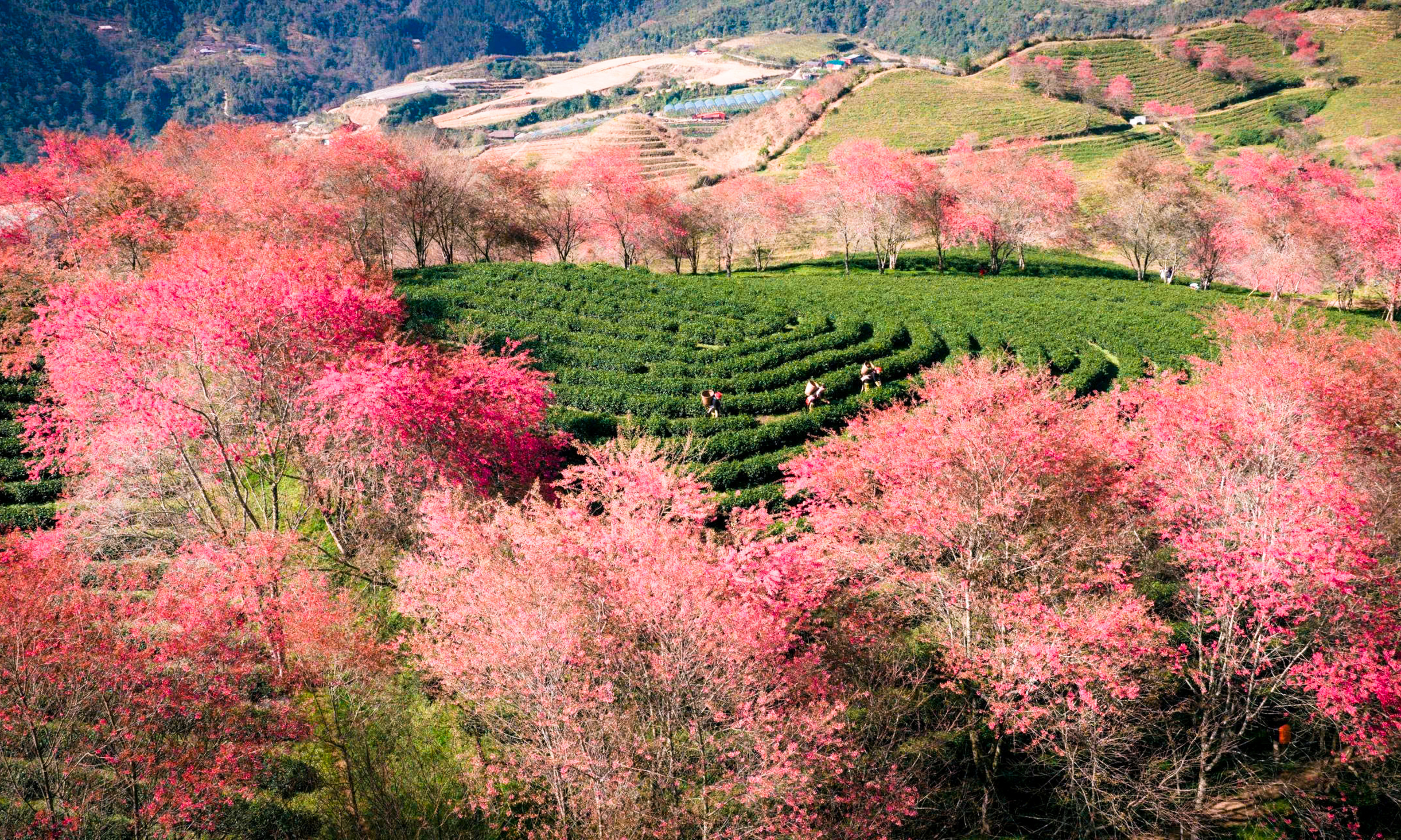 Ngắm đồi hoa mai anh đào nổi tiếng Sa Pa nở rộ mùa cuối, trước khi bị di dời