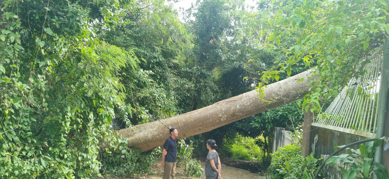 Cây Tung bật gốc giữa phố, nhà dân hư hỏng nặng