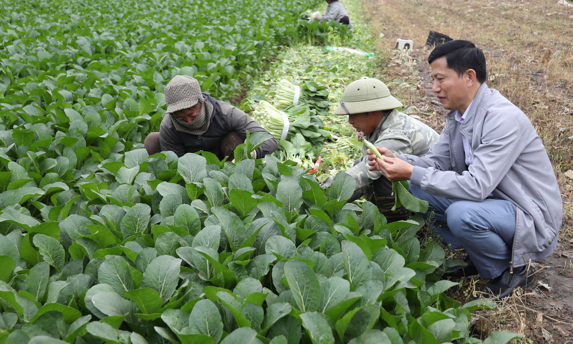 Phát triển kinh tế tập thể, hợp tác xã theo mô hình xanh, số, tuần hoàn 