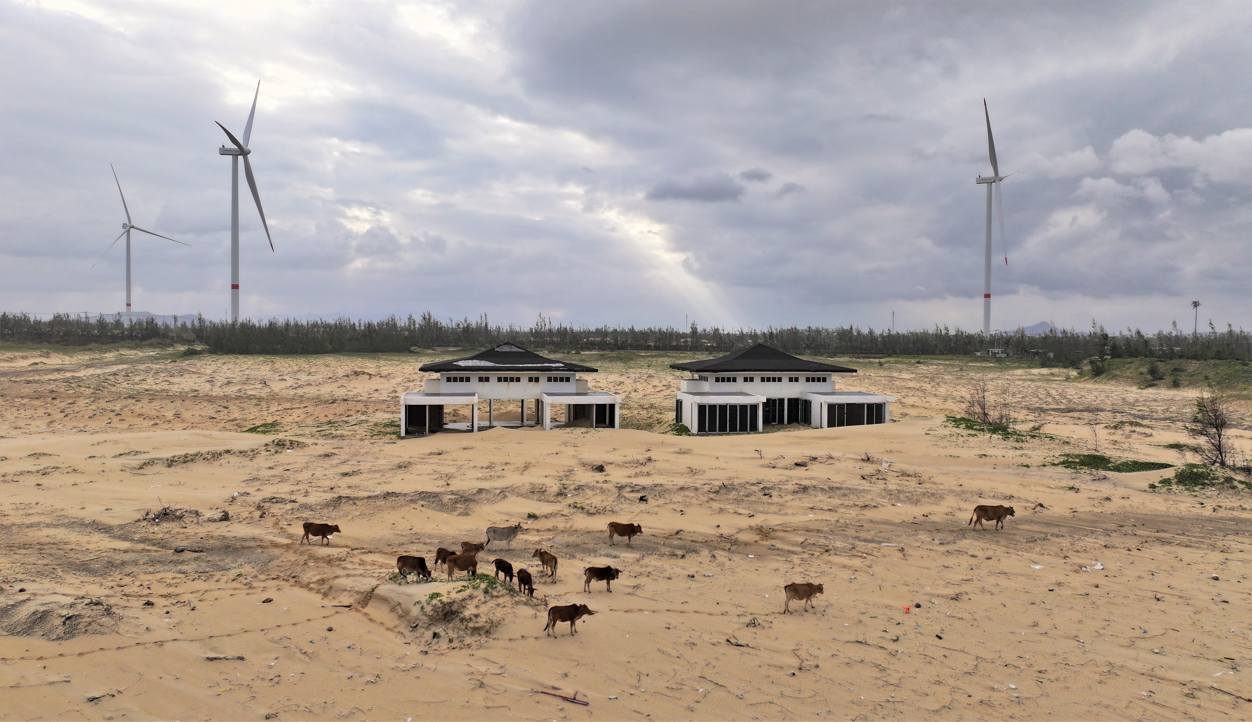 Dự án Phương Mai Bay Resort hơn 1.700 tỷ đồng ven biển Gia Lai thành nơi thả bò