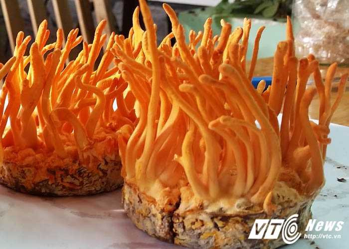 Dong-trung-ha-thao (1)