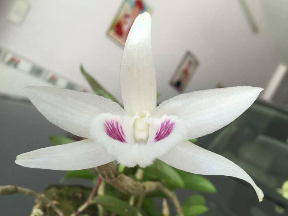 42540271_298444190974038_3396859389246701568_n