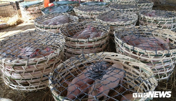 anh-7-cho-heo-9-15164910