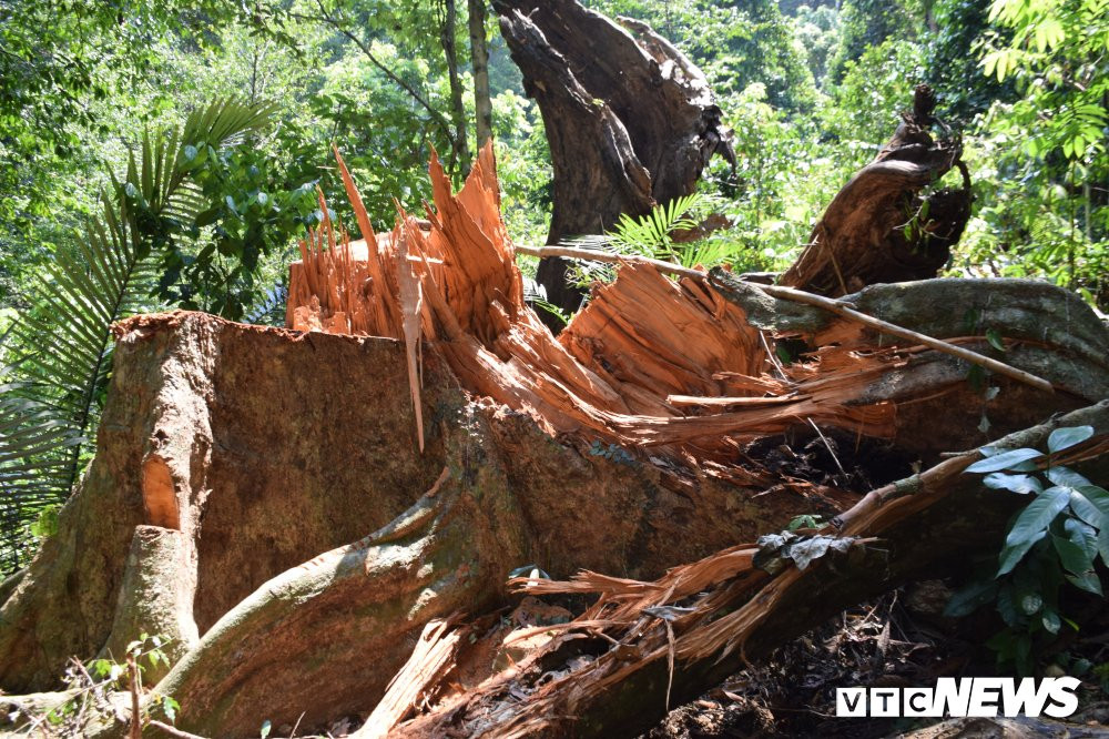 Anh-pha-rung-phong-ho 1