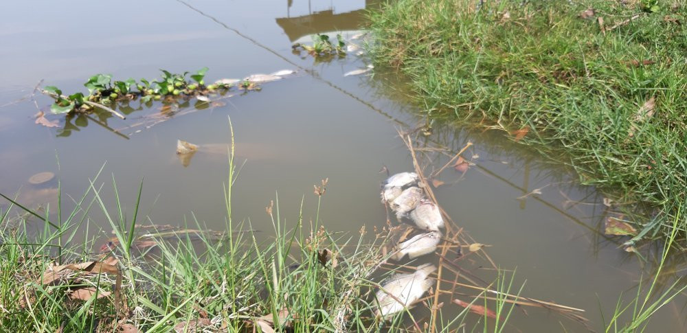 ca-chet-ban-thach-4-4-1312133 3