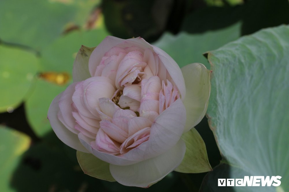 sen-nghin-canh (4) 8