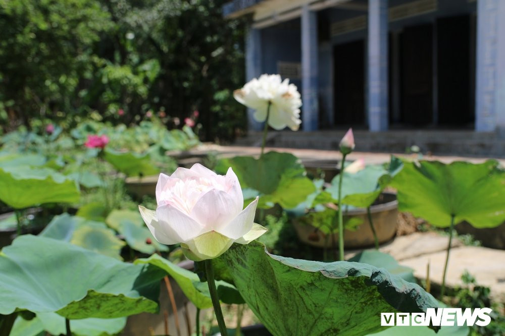 sen-nghin-canh (7) 11