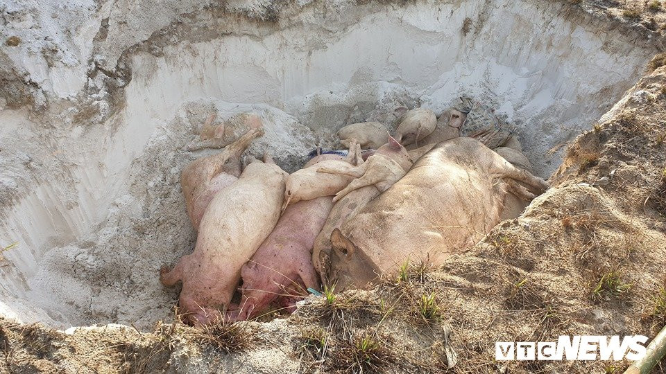 chon-lon-2-1902515 (1)