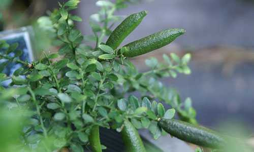 mat-tien-oan-vi-trong-cay-trai-la-o-sai-gon