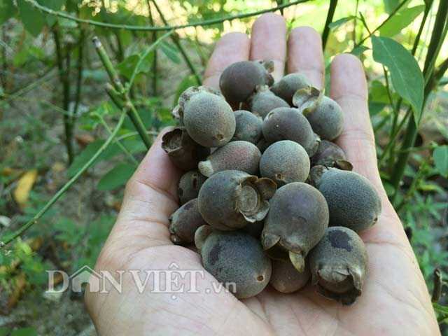 dan-thanh-thi-phat-sot-voi-trai-sim-rung-hinh-3
