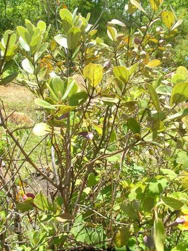 dan-thanh-thi-phat-sot-voi-trai-sim-rung-hinh-5