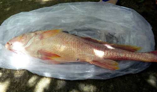 ca su vang gan 4 kg duoc tra hon tram trieu chu van chua muon ban hinh anh 2