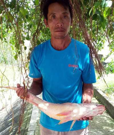 ca su vang gan 4 kg duoc tra hon tram trieu chu van chua muon ban hinh anh 1