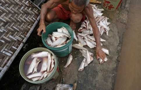 Cá chết hàng loạt, người dân mang đi muối mắm