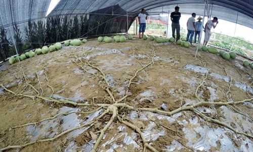 tan-muc-cay-dua-hau-la-131-trai-o-trung-quoc-hinh-2