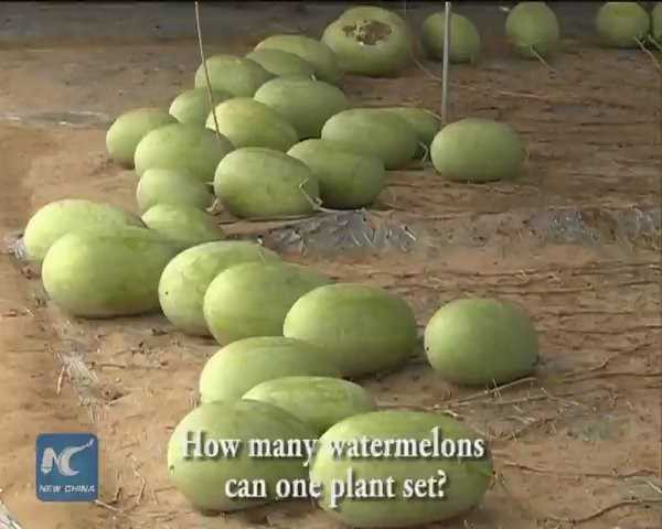 tan-muc-cay-dua-hau-la-131-trai-o-trung-quoc-hinh-4