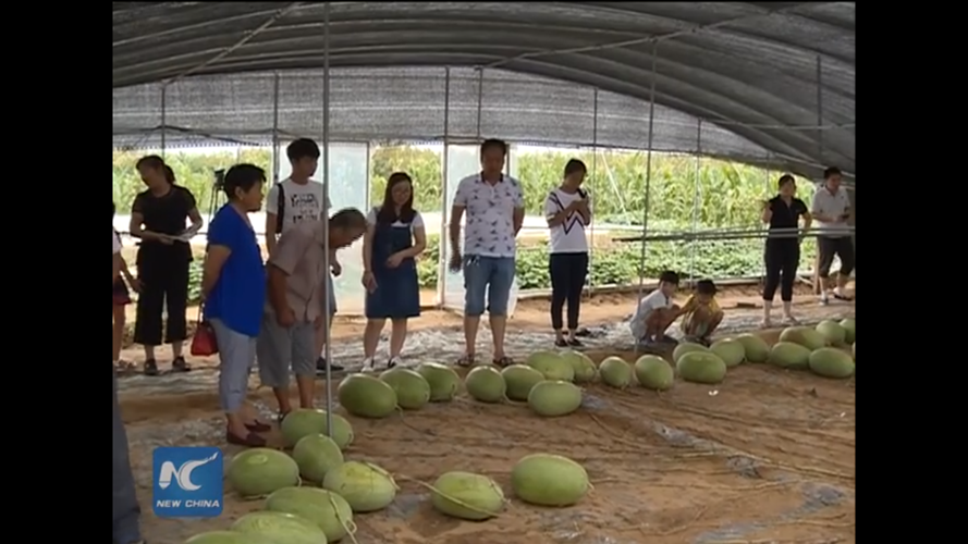 tan-muc-cay-dua-hau-la-131-trai-o-trung-quoc-hinh-5