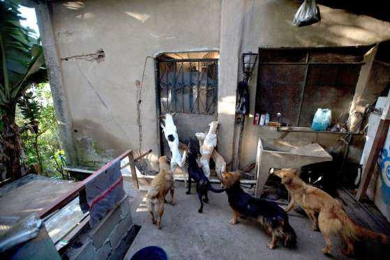 Venezuela: Ám ảnh “dịch chó đói” bùng nổ - ảnh 1