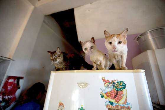 Venezuela: Ám ảnh “dịch chó đói” bùng nổ - ảnh 5