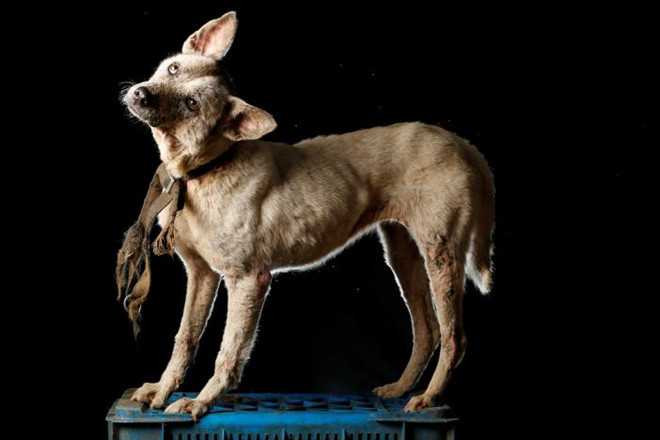 Venezuela: Ám ảnh “dịch chó đói” bùng nổ - ảnh 4