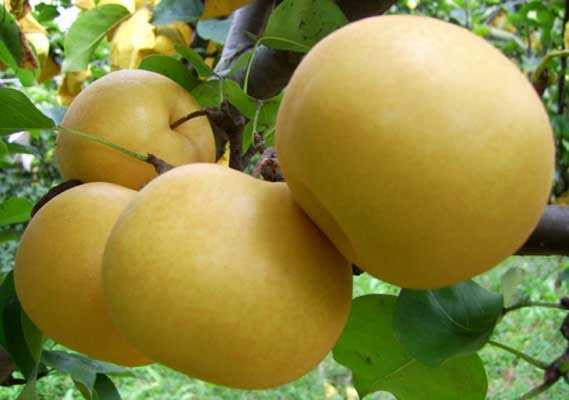 Mua le Han Quoc, nha giau Viet bi lua bang qua Trung Quoc hinh anh 2