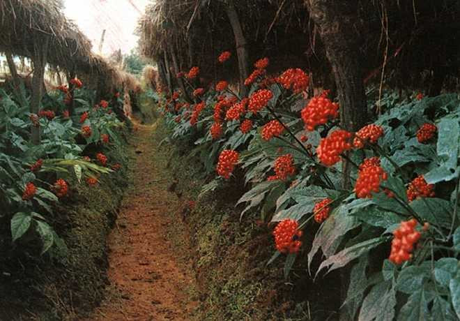 Dat ngang da quy, vi sao sam My van duoc lung mua o chau A? hinh anh 1