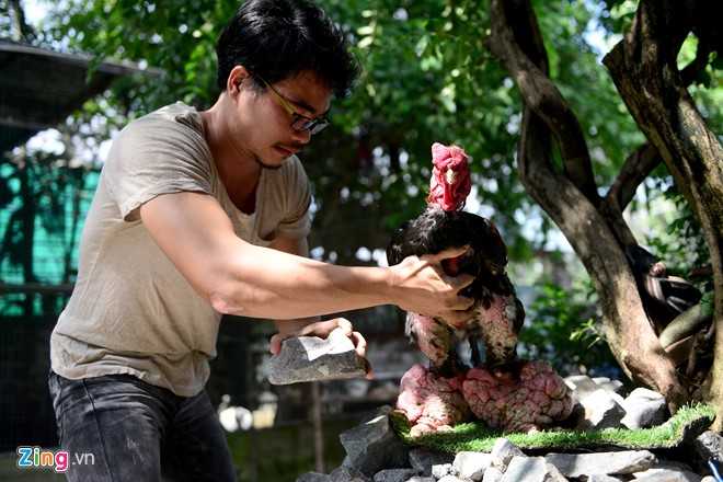 Cap ga Dong Tao gia 100 trieu dong hinh anh 10