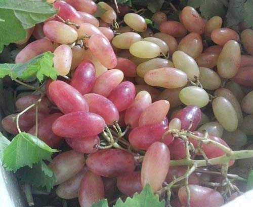 hoa qua trung quoc 3