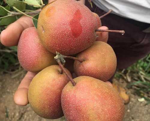 hoa qua trung quoc 5