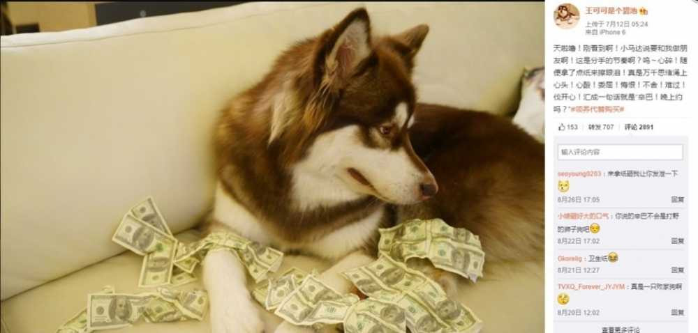 thieu-gia-vung-tien-lam-dep-cho-chu-cho-an-choi-bac-nhat-tq-hinh-11