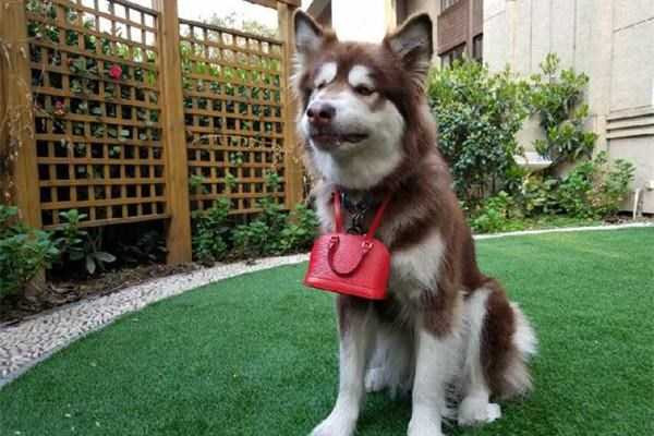 thieu-gia-vung-tien-lam-dep-cho-chu-cho-an-choi-bac-nhat-tq-hinh-12