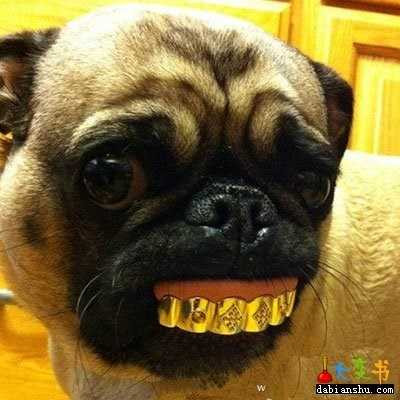 thieu-gia-vung-tien-lam-dep-cho-chu-cho-an-choi-bac-nhat-tq-hinh-13