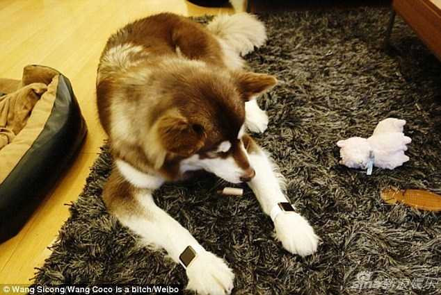 thieu-gia-vung-tien-lam-dep-cho-chu-cho-an-choi-bac-nhat-tq-hinh-4