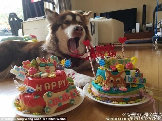 thieu-gia-vung-tien-lam-dep-cho-chu-cho-an-choi-bac-nhat-tq-hinh-7