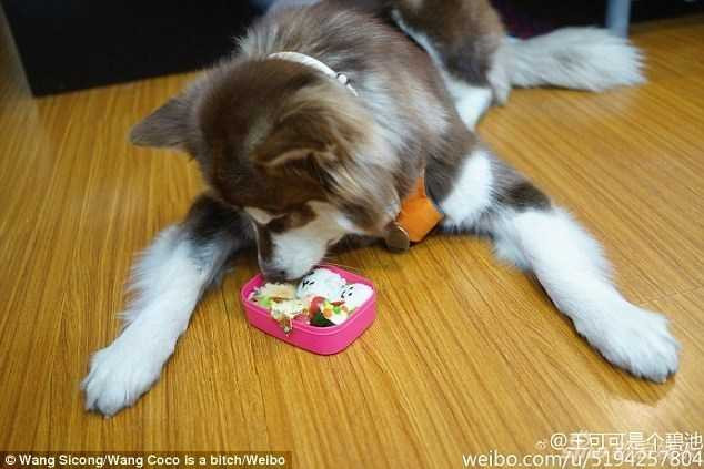 thieu-gia-vung-tien-lam-dep-cho-chu-cho-an-choi-bac-nhat-tq-hinh-8