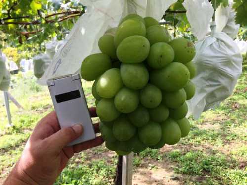 Nho tại vườn ở Nhật được chăm sóc rất kỹ càng bằng công nghệ giám sát.