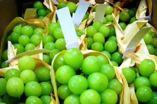 Nho mẫu đơn xanh trái căng mọng, có mùi thơm thoảng thoảng mùi xoài chín.