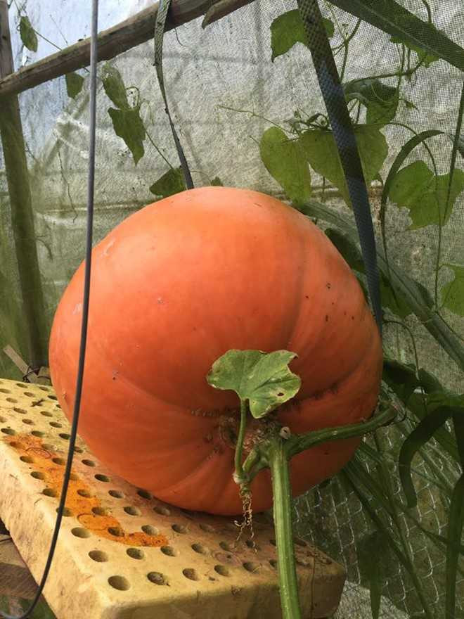 Bi ngo khong lo, 5 trieu/qua khach tranh nhau mua hinh anh 1