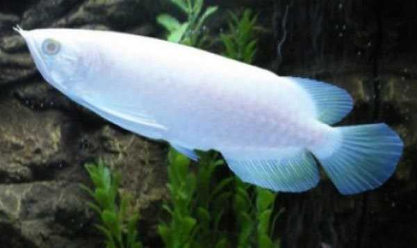 ca canh 1