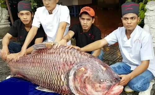 Con cá hô nặng 110kg được nhà hàng săn mua để bán cho khách.