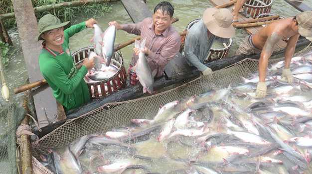 Thu hoạch cá tra ở ĐBSCL - Ảnh Đ.Vịnh