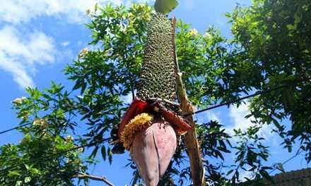 buong chuoi tram nai 1