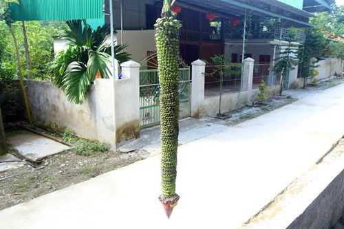 buong chuoi tram nai 4