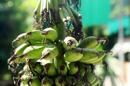 buong chuoi tram nai 5