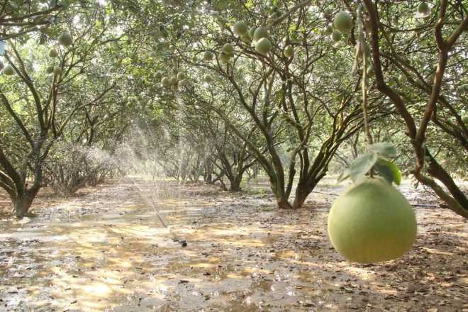 Cặp bưởi có bản đồ Việt Nam giá 3 triệu đồng