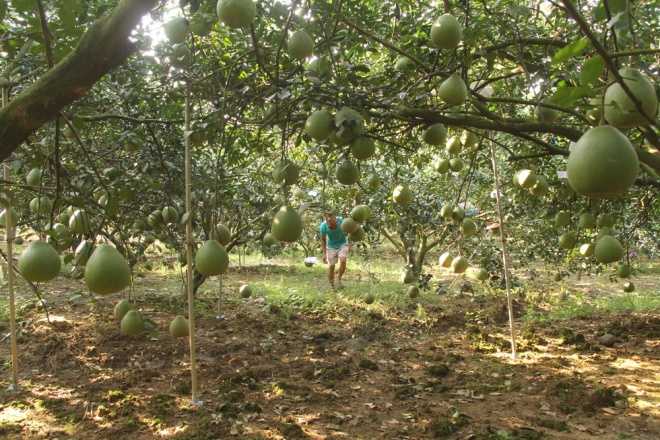 Cặp bưởi có bản đồ Việt Nam giá 3 triệu đồng